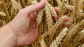 Франция серьёзно нарастила темпы уборки пшеницы